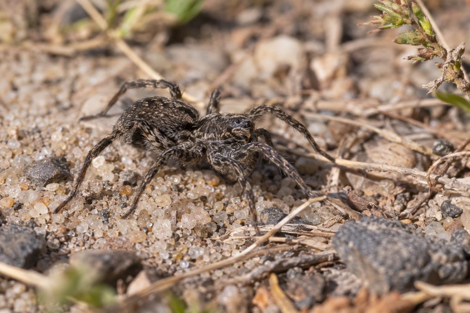 Araignée-loup femelle (Alopecosa fabrilis) vue de profil sur le sol montrant sa petite taille