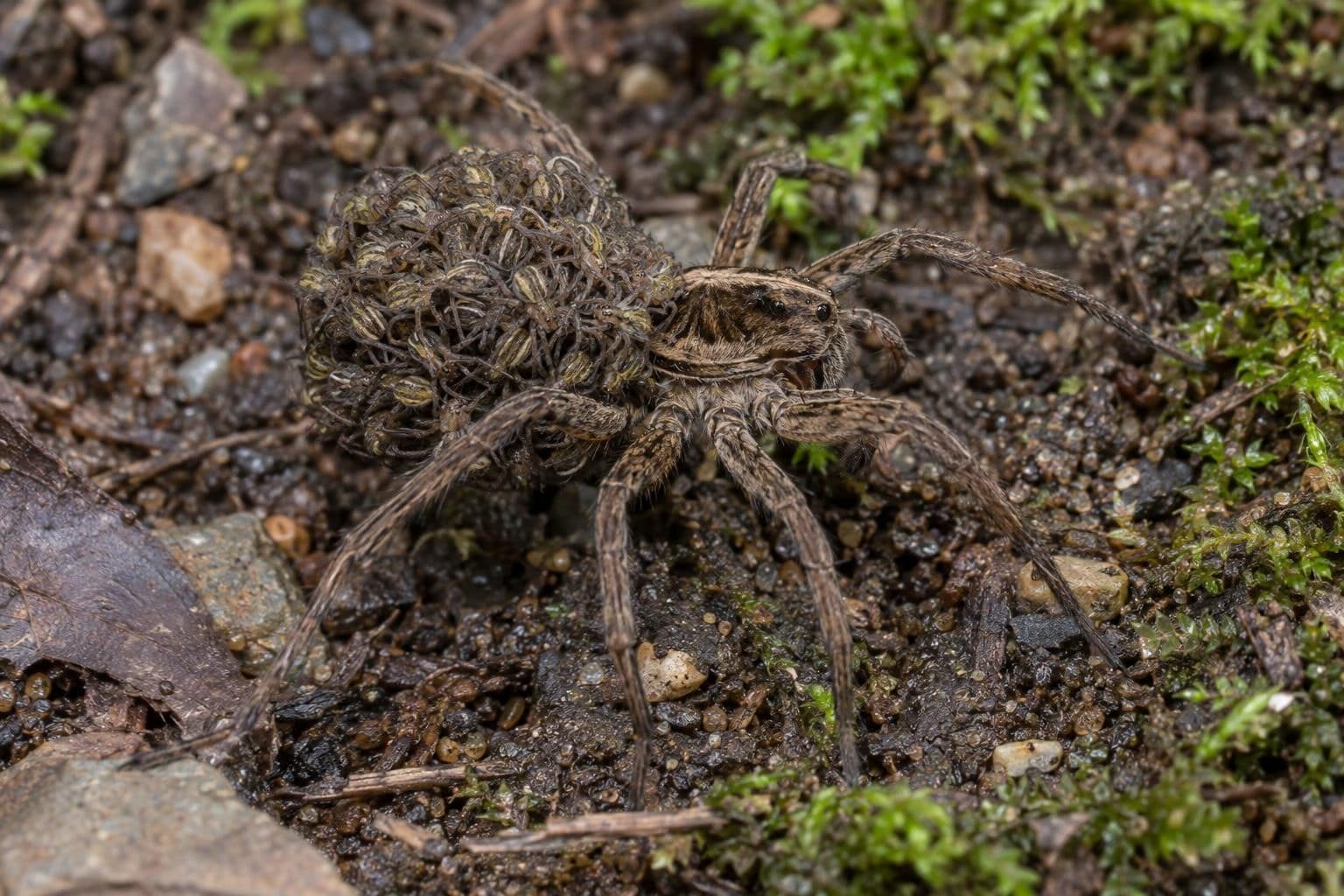 Femelle d'araignée-loup (Lycosa species) portant ses petits accrochés sur son abdomen