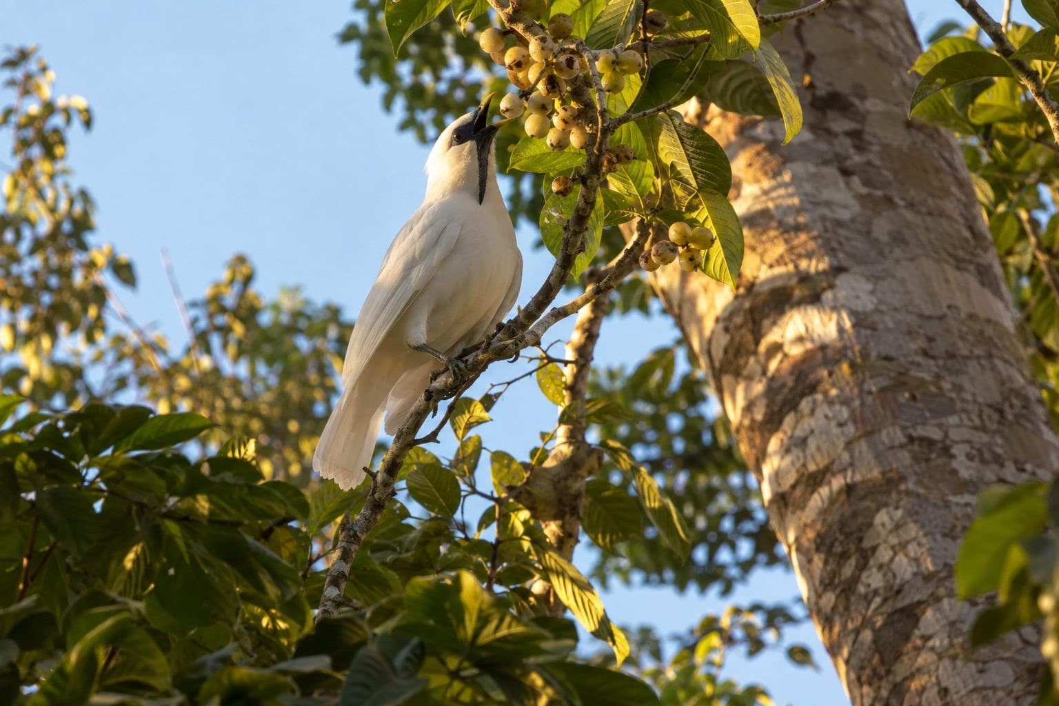 Araponga blanc : 5 choses à savoir sur l&rsquo;oiseau le plus bruyant du monde