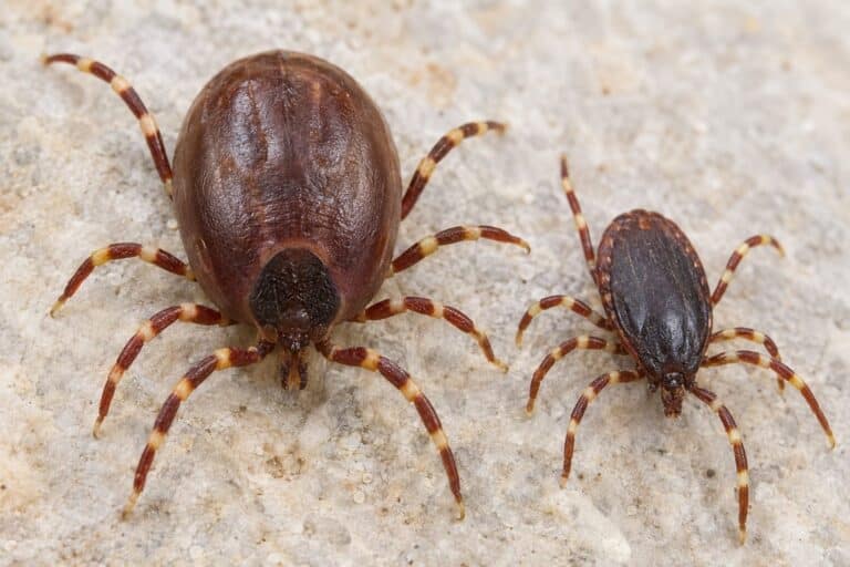 Tique Hyalomma anatolicum (femelle et mâle) - gros plan comparatif montrant la différence de taille