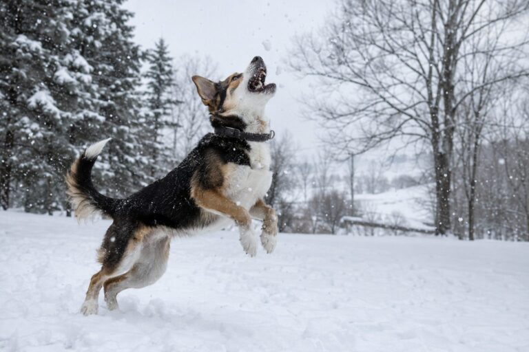 Un chien jouant dans la neige fraîche et essayant d'attraper les flocons au vol en hiver