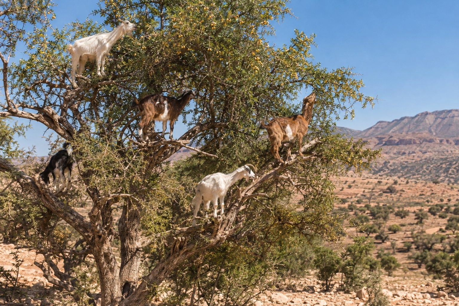 Chèvres en train de grimper et manger les fruits dans les branches d'un arganier au Maroc