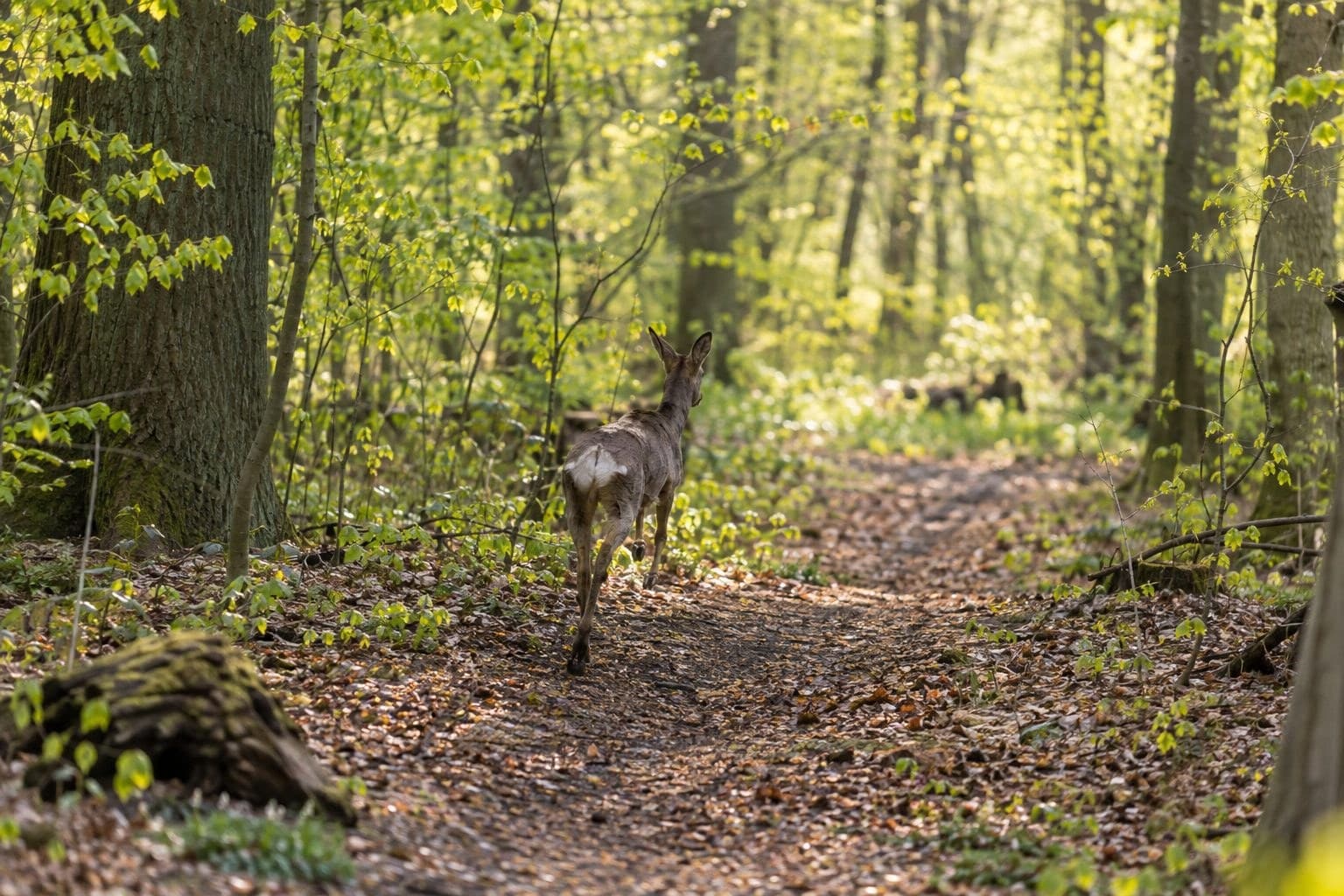 Chevreuil européen libéré dans une forêt après capture en zone urbaine