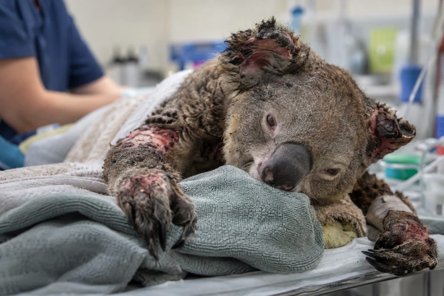 Un koala gravement brûlé après les incendies d'Australie, reposant sur une surface de soins vétérinaires