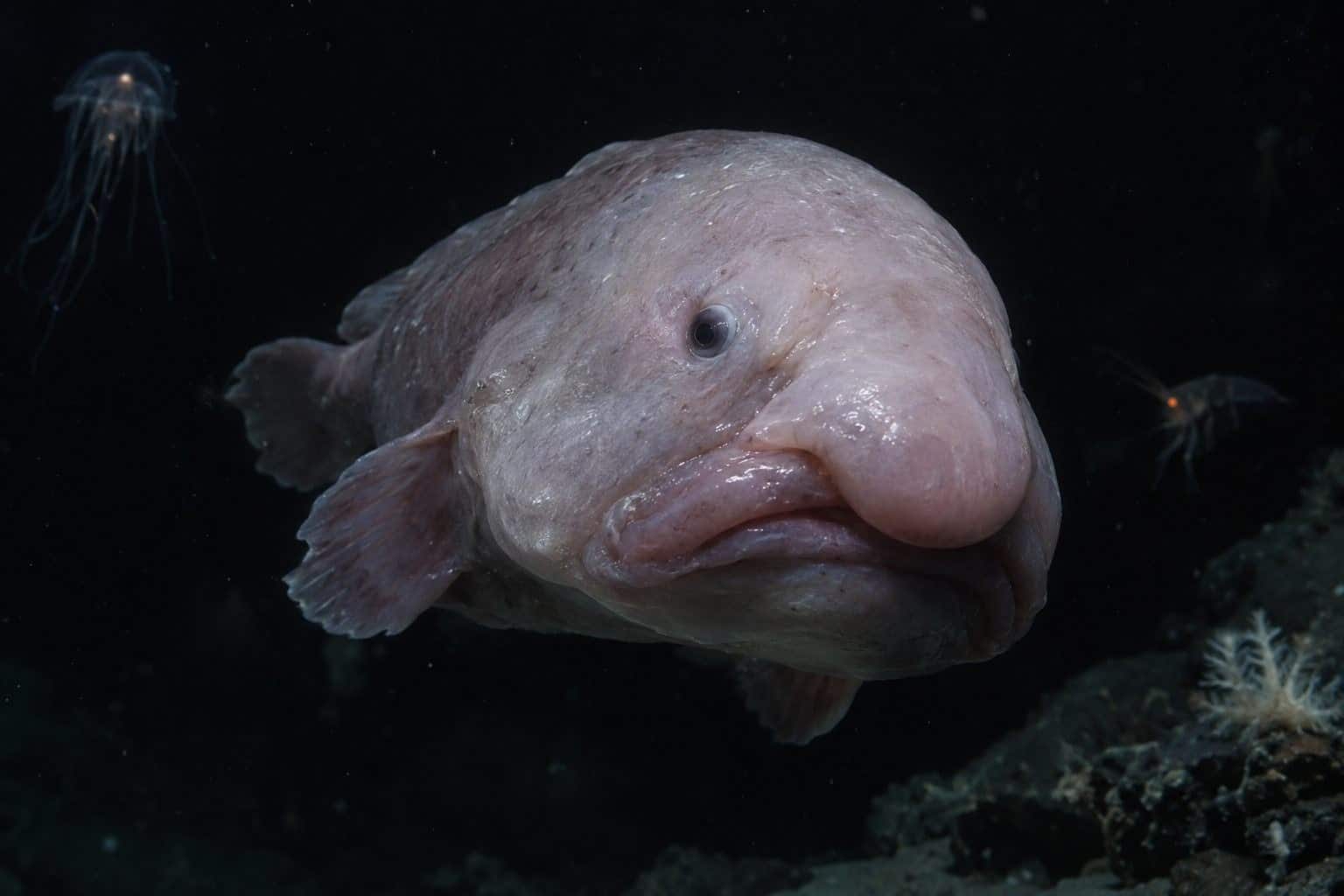 Blobfish (Psychrolutes marcidus) flottant passivement dans les abysses