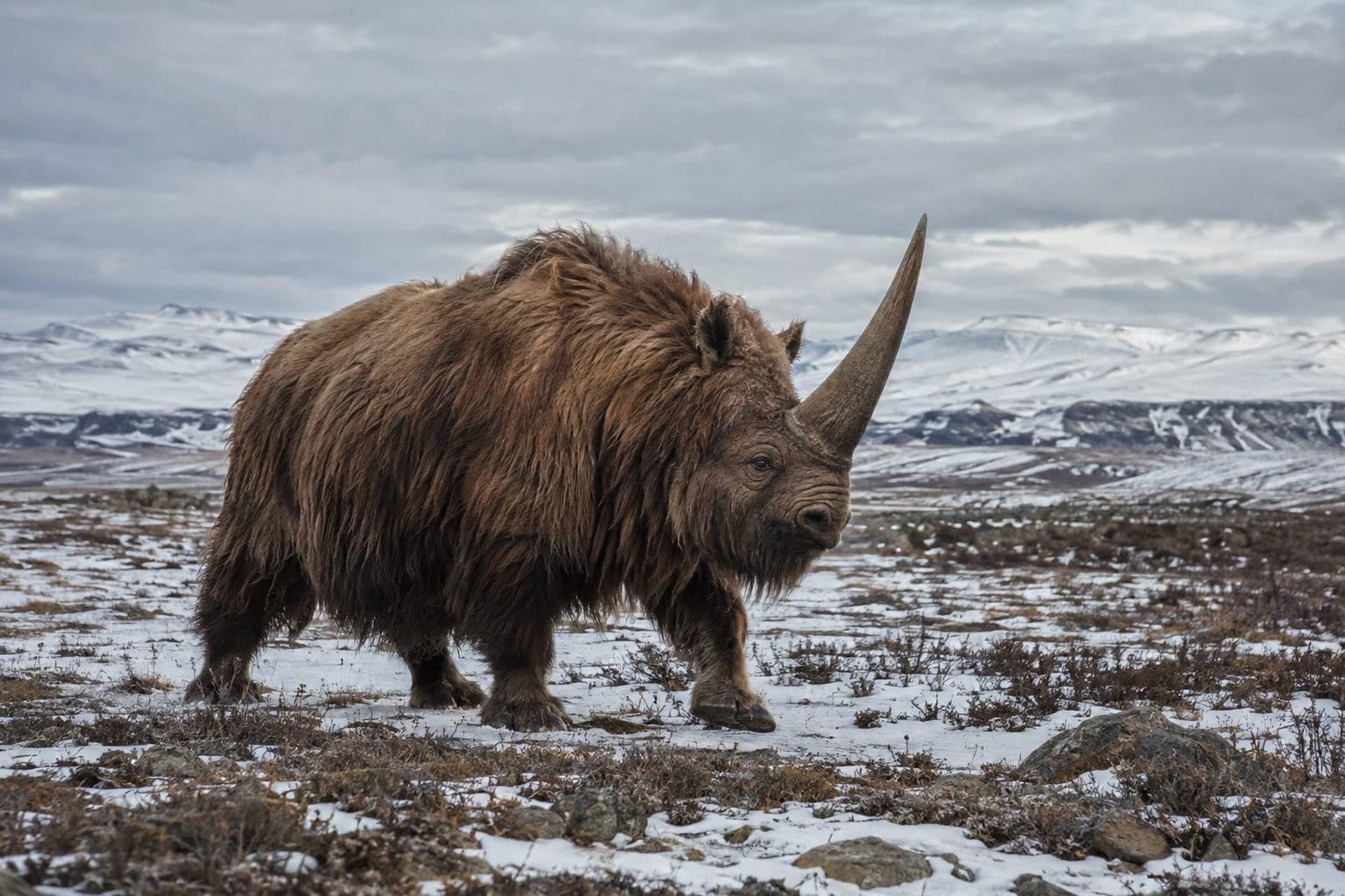 Elasmotherium sibiricum en migration dans un paysage de toundra sibérienne
