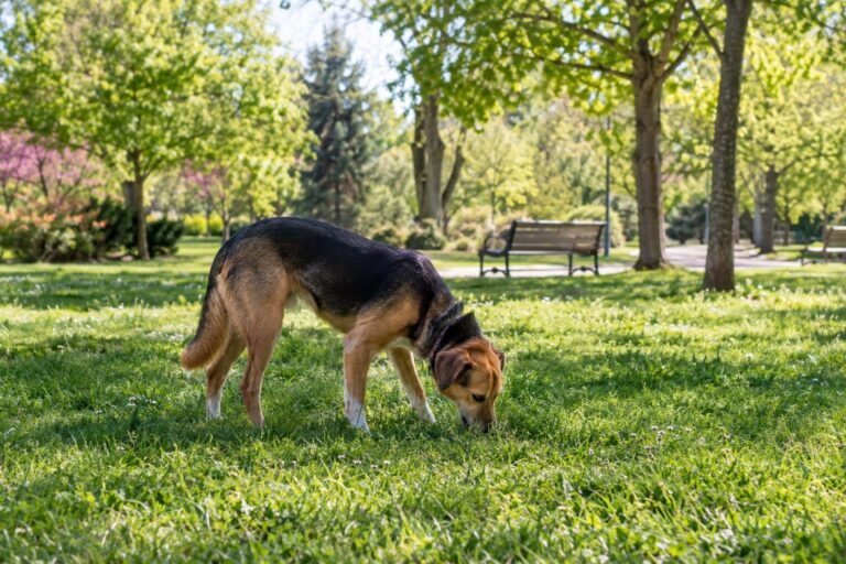 Un chien en train de brouter l'herbe d'une pelouse en parc, pendant une promenade en laisse relâchée