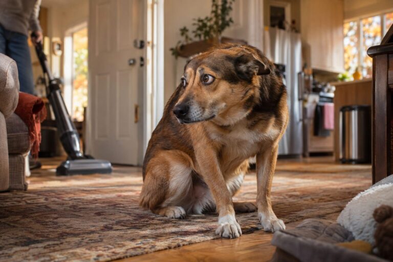 Un chien de taille moyenne montrant des signes de stress et d'anxiété à l'intérieur d'une maison, avec des éléments sonores du quotidien visibles (porte, aspirateur, four) en arrière-plan