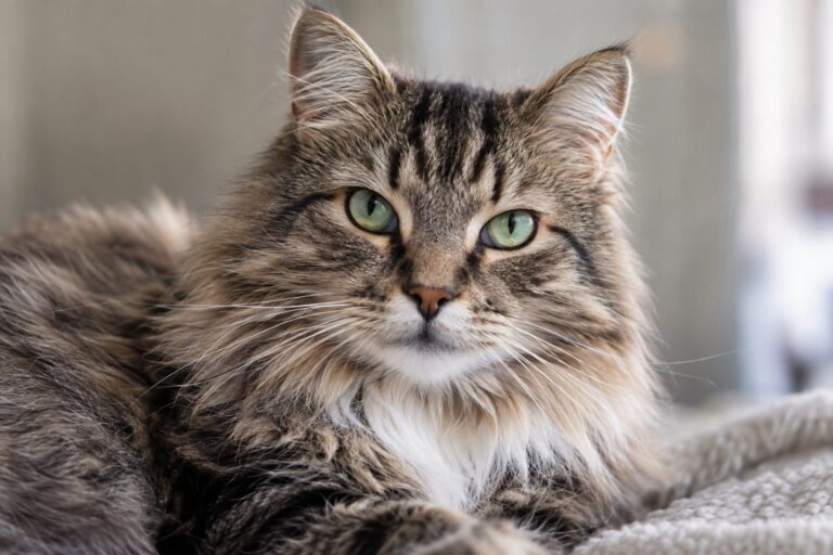 Portrait en gros plan d'un chat adulte cool et charismatique regardant l'objectif avec une expression confiante