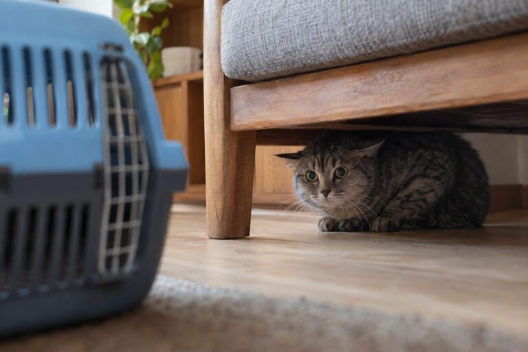 Chat gris stressé se cachant sous un meuble en voyant une caisse de transport en plastique bleu posée à proximité