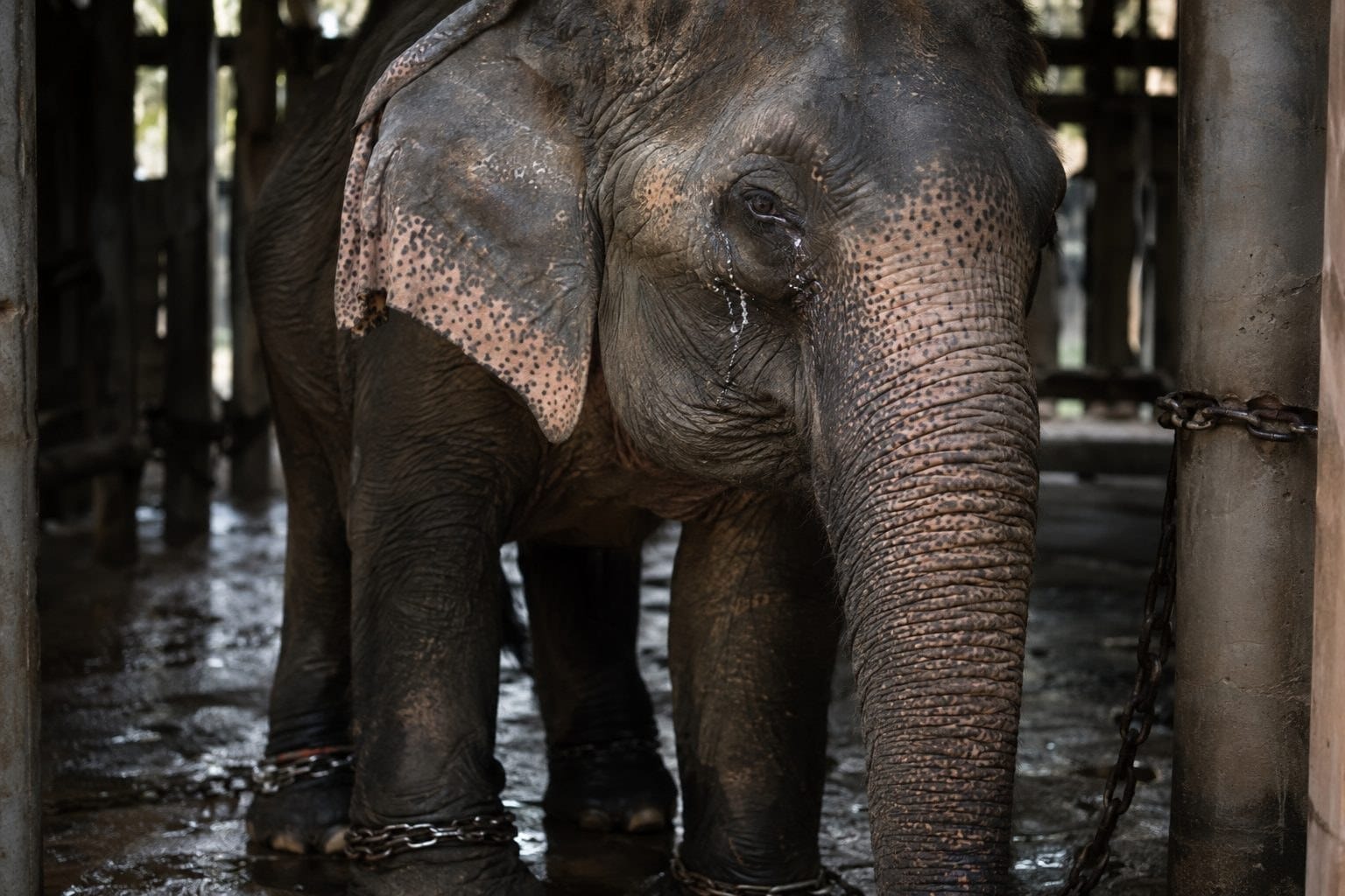 Éléphant d'Asie adulte en gros plan montrant sa souffrance