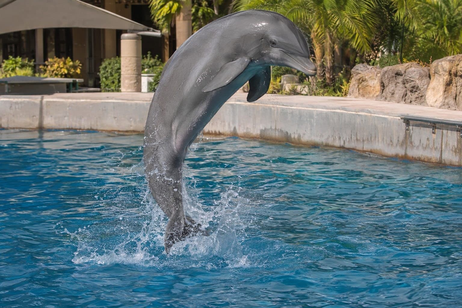 Dauphin tursiops en captivité lors d'un spectacle