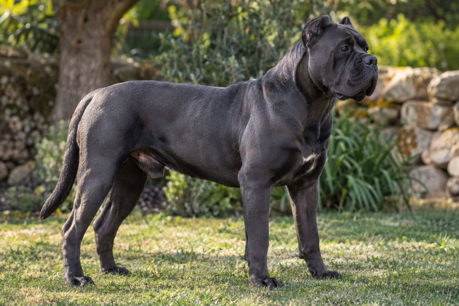 Cane Corso adulte de profil montrant sa musculature imposante et son physique athlétique