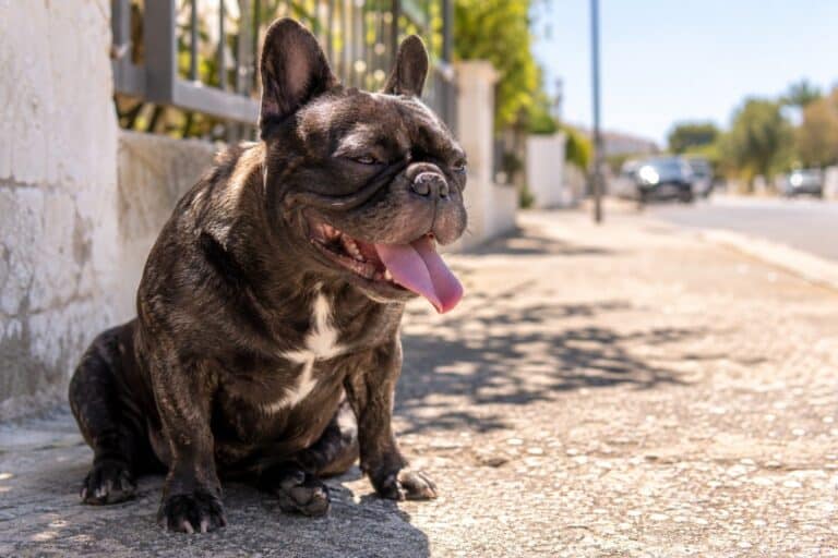 Un chien de race brachycéphale (Bulldog français) haletant et en détresse dans la chaleur estivale
