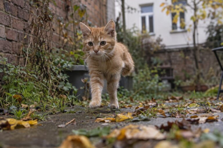 Un chaton roux errant à trois pattes se déplaçant en sautillant dans une arrière-cour de Berlin par temps gris