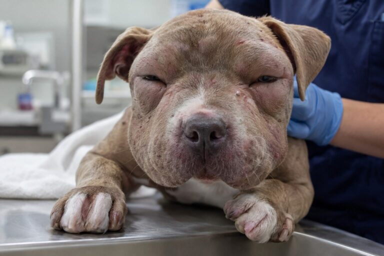 Un jeune chiot croisé Pitbull couvert de piqûres d'abeilles sur la tête et le museau, au vétérinaire