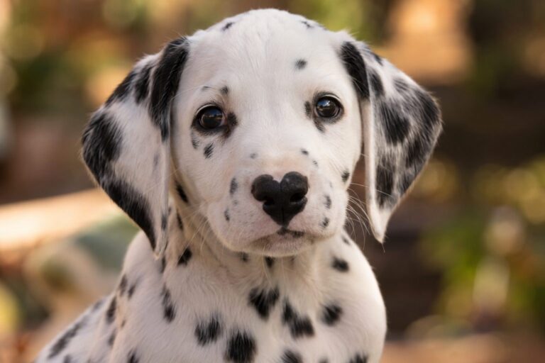 Un chiot dalmatien vu de face en gros plan, montrant distinctement sa petite tache noire en forme de cœur sur son museau