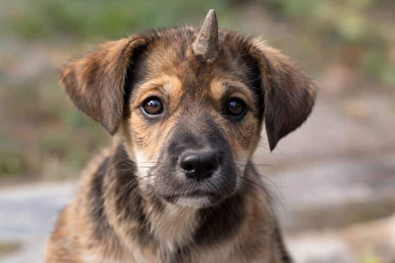 Un chiot avec une excroissance cornée sur le front, photographié de face en gros plan, montrant clairement cette particularité physique unique