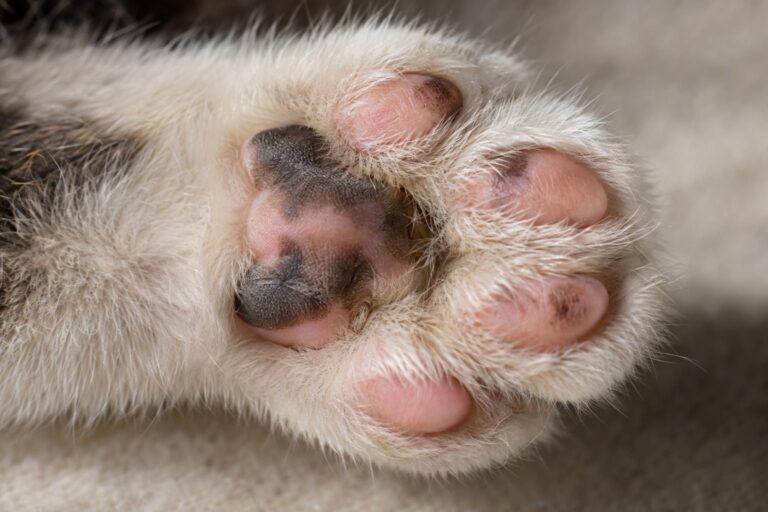 Gros plan détaillé des coussinets plantaires d'un chat domestique montrant la texture, la couleur et les détails anatomiques subtils