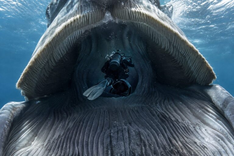 Un plongeur en tenue de plongée englouti par la gueule grande ouverte d'une baleine à bosse en Afrique du Sud