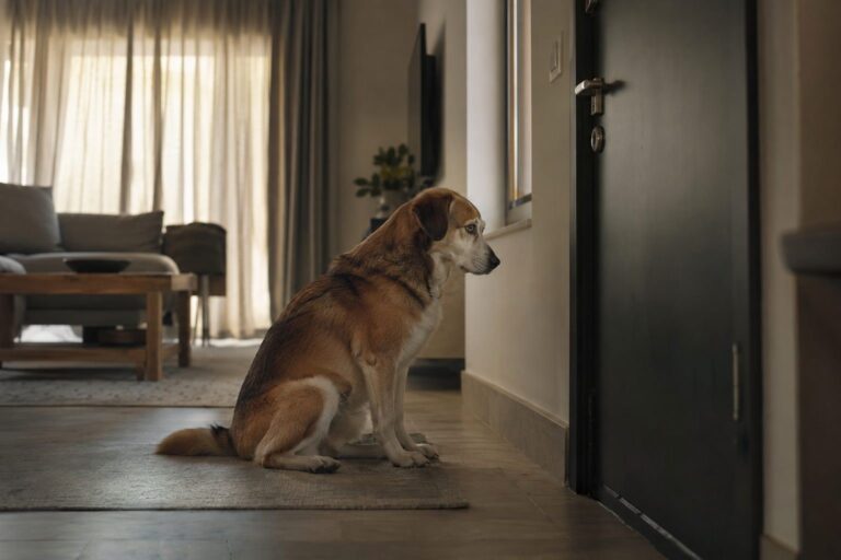 Un chien seul dans un appartement moderne pendant la journée, assis près de la porte d'entrée, regardant vers l'extérieur avec une expression mélancolique