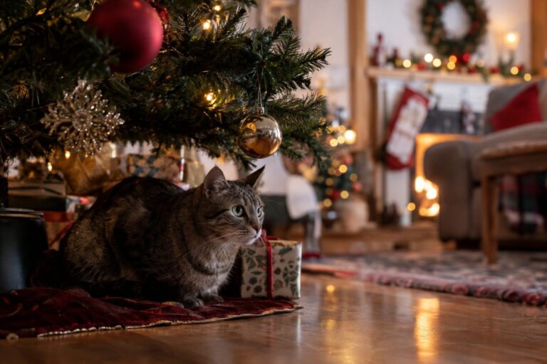 Chat au pelage gris tabby tapi dans l'ombre sous un sapin de Noël, observant discrètement le salon décoration de fêtes en arrière-plan