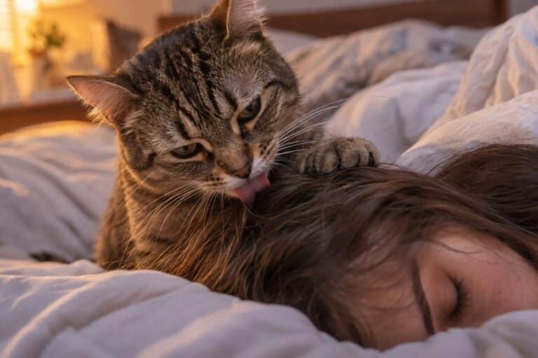 Un chat tigré léchant les cheveux longs d'une personne allongée au lit sous une couette, vue rapprochée sur le contact entre la tête du chat et les cheveux