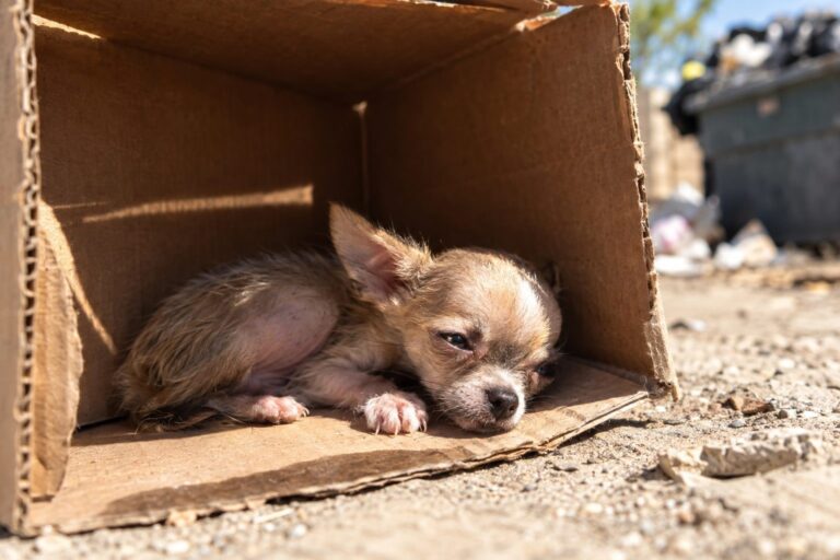 Un tiny chihuahua (Canis lupus familiaris) nouveau-né, couché seul et fragile dans une petite boîte à chaussures, sous une lumière chaude et étouffante
