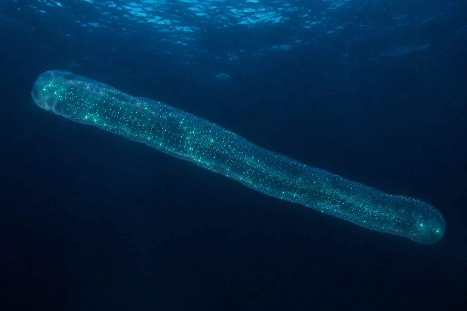 Pyrosome atlantique - colonie flottante entière