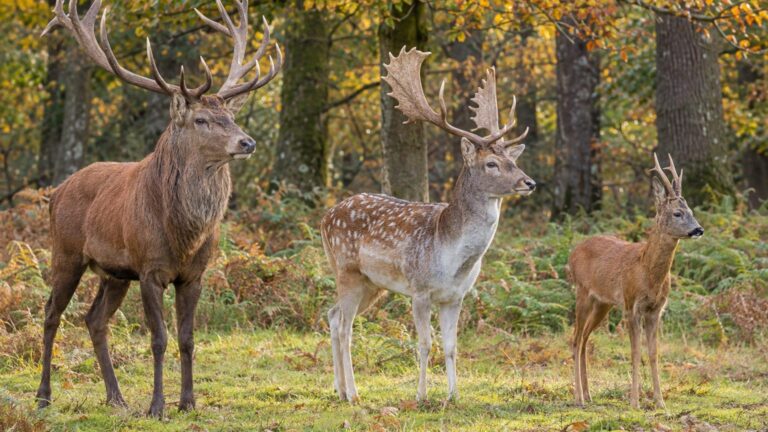 Cerf, daim et chevreuil : les 5 différences qui sautent aux yeux