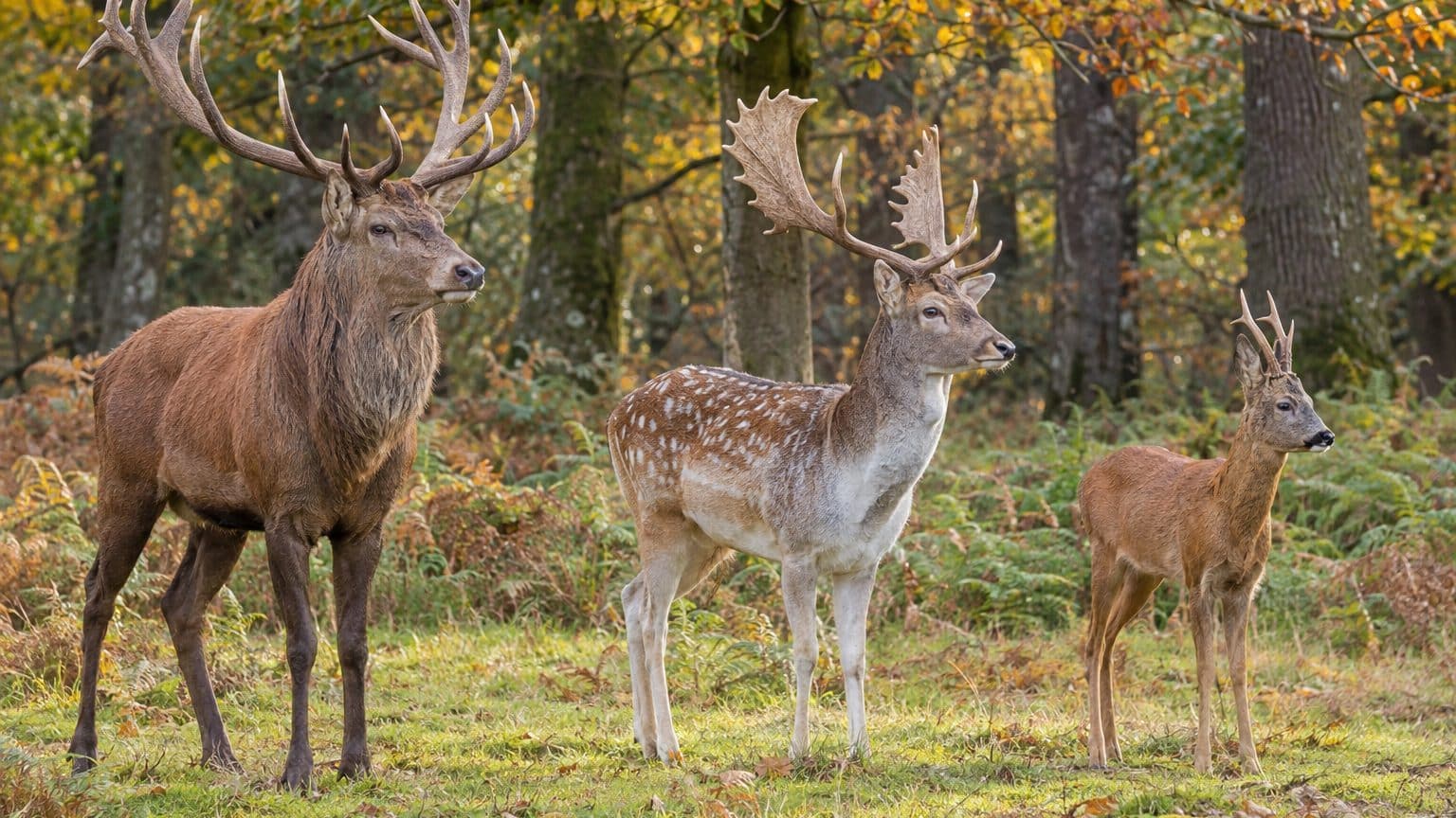Cerf, daim et chevreuil : les 5 différences qui sautent aux yeux