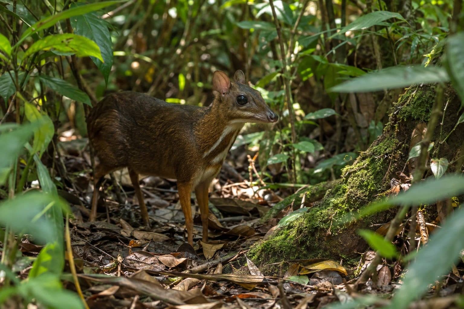 Cerf-souris du Vietnam dans son habitat forestier naturel