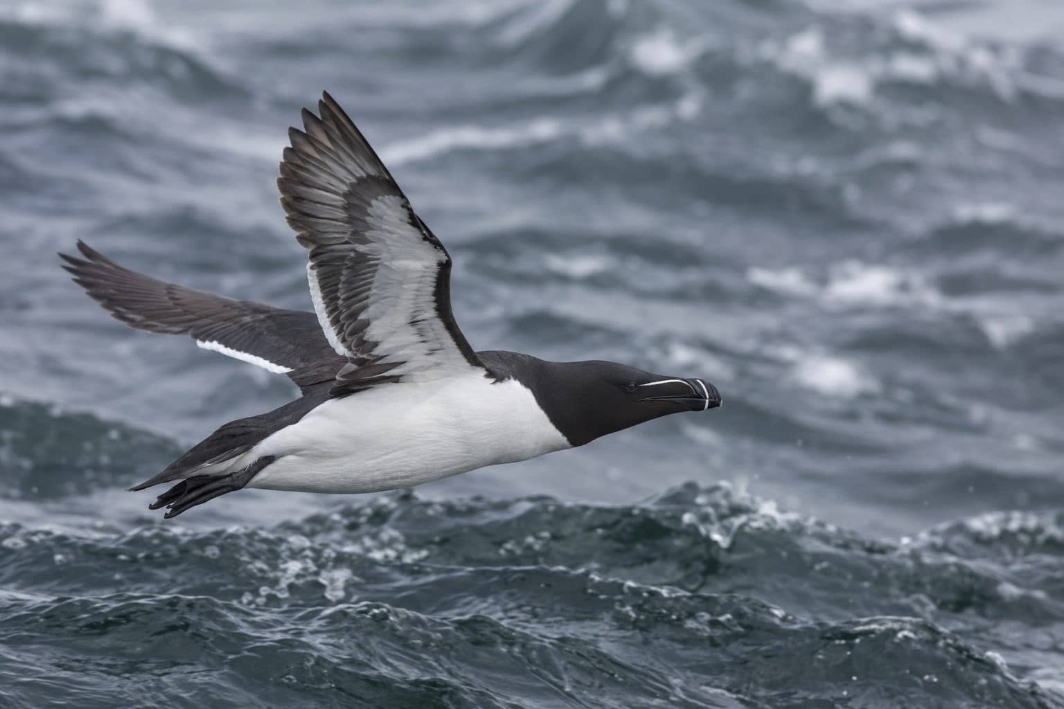Pingouin torda (Alca torda) en vol au-dessus de l'océan