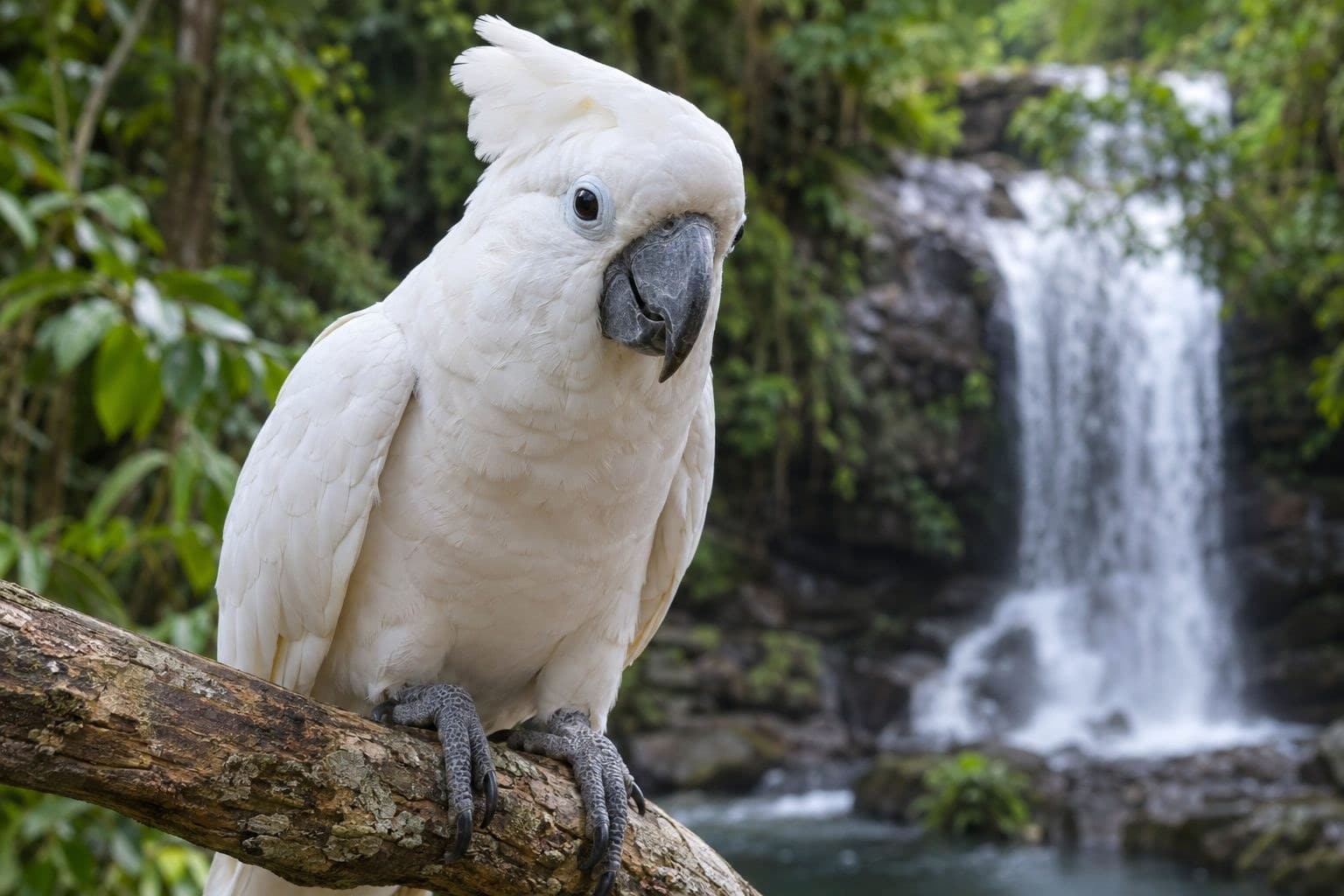 Un cacatoès blanc (Cacatua alba) en gros plan montrant ses griffes et son bec, en tant que preuve criminelle
