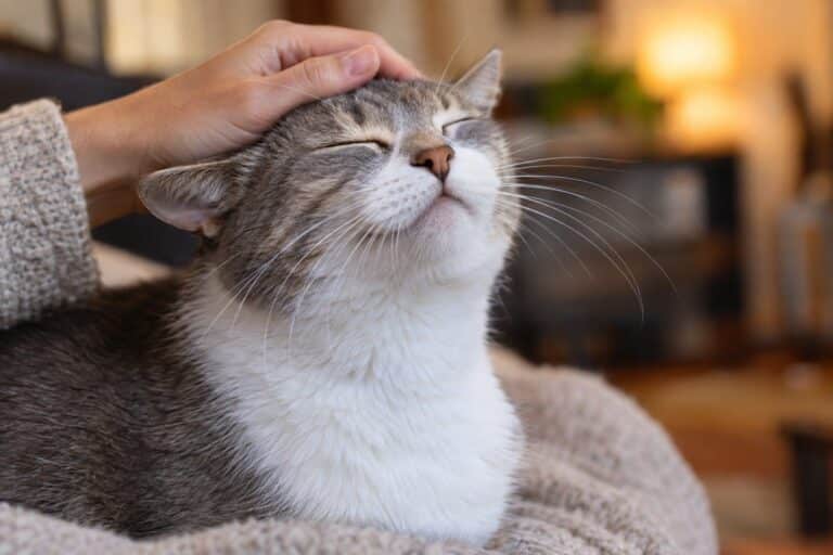 Un chat domestique gris et blanc reçoit une caresse affectueuse sur la tête de la main d'une personne
