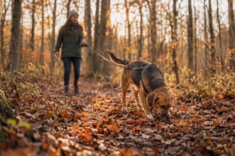 Un chien en laisse en promenade automnale en forêt, distrait par des feuilles mortes au sol, son maître visible mais inattentif en arrière-plan