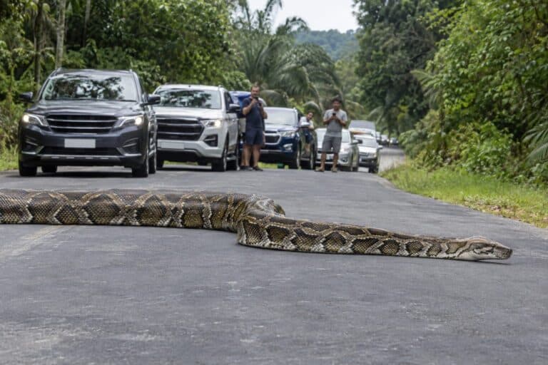 Un énorme serpent pythonidé traversant une route asphaltée avec des véhicules arrêtés en arrière-plan