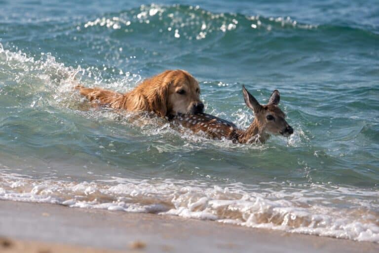 Un Golden Retriever couleur miel qui plonge dans l'océan pour sauver un faon à la nage, vue dynamique depuis le bord de la plage de Long Island