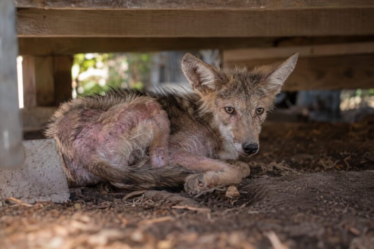 Un jeune coyote (Canis latrans) en très mauvais état, atteint de gale sévère, recroquevillé sous un porche en Californie