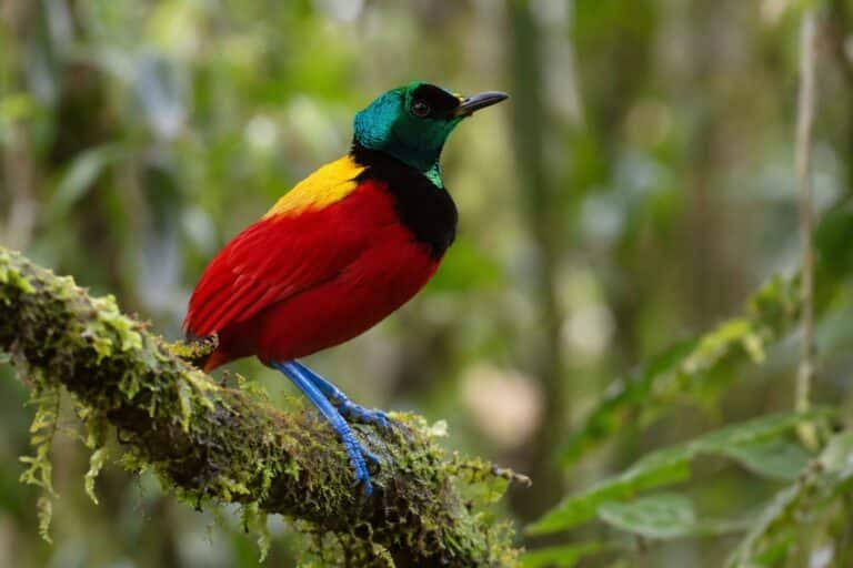 Oiseau de paradis Wilson (Cicinnurus respublica) en gros plan, mettant en évidence le plumage noir profond qui absorbe la lumière
