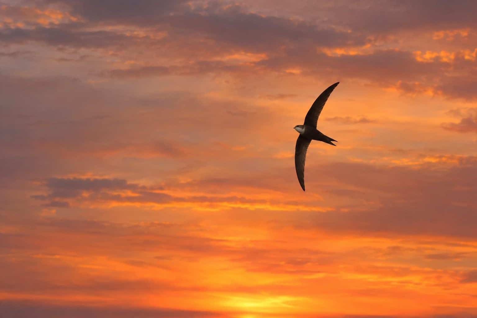 Cet oiseau peut voler 200 jours sans jamais se poser