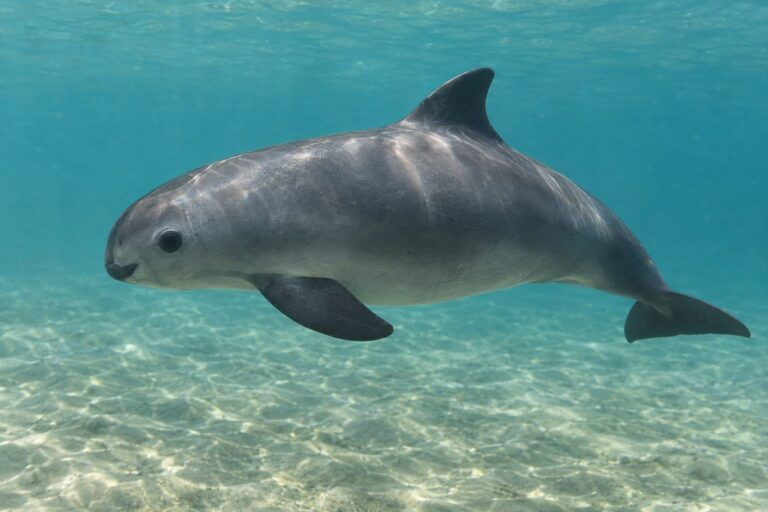Un vaquita marina isolé dans les eaux du golfe de Californie, photographié de profil en plan rapproché