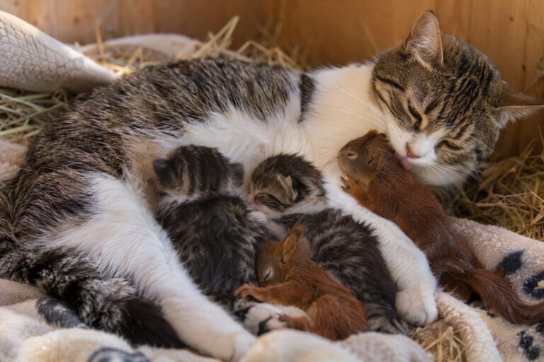 La chatte Pusha du parc animalier de Bachchisaray en Crimée allaitant et s'occupant tendrement de bébés écureuils aux côtés de ses chatons