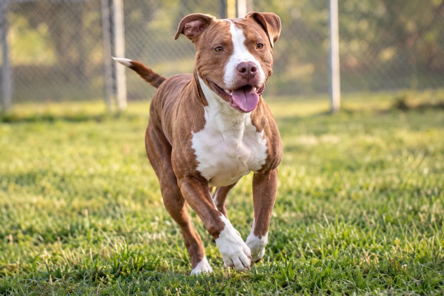 Un pitbull complètement rétabli, en bonne santé, jouant ou se déplaçant librement dans un espace sécurisé, sans chaîne