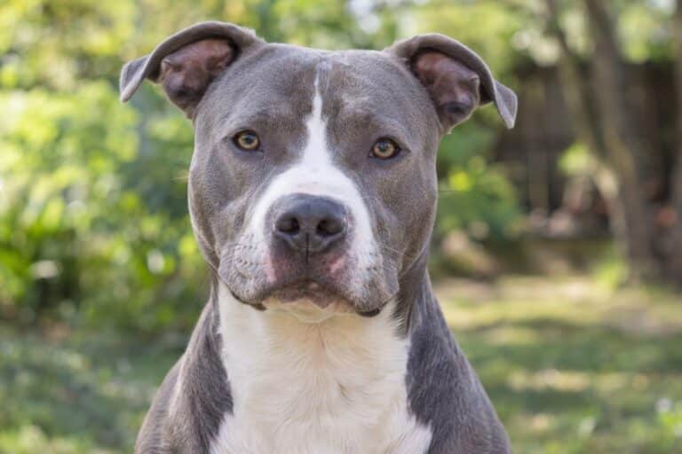 Portrait en gros plan d'un pitbull heureux et en bonne santé, montrant la transformation complète après la guérison