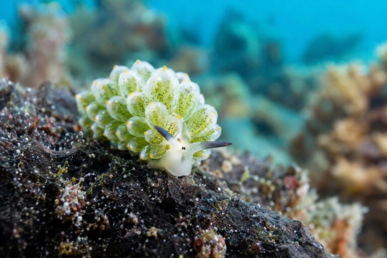 Costasiella kuroshimae (limace de mer) en gros plan sur un rocher, ressemblant à un petit mouton blanc et fluorescent