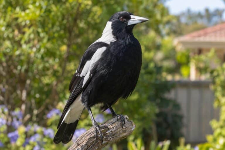 Une pie australienne au plumage noir et blanc, posée sur une branche dans un jardin résidentiel australien, regard attentif vers l'objectif
