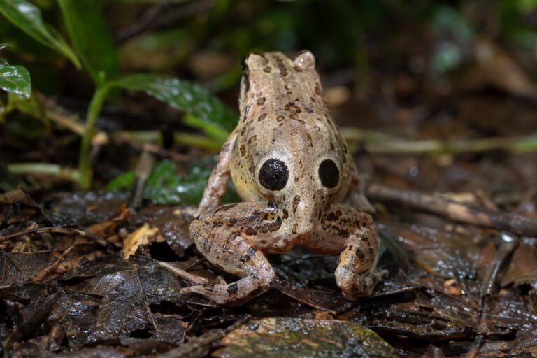 Grenouille naine de Cuyaba en position défensive montrant ses faux yeux du derrière