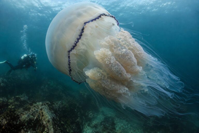 Rencontre rare avec une énorme méduse géante en plongée côtière