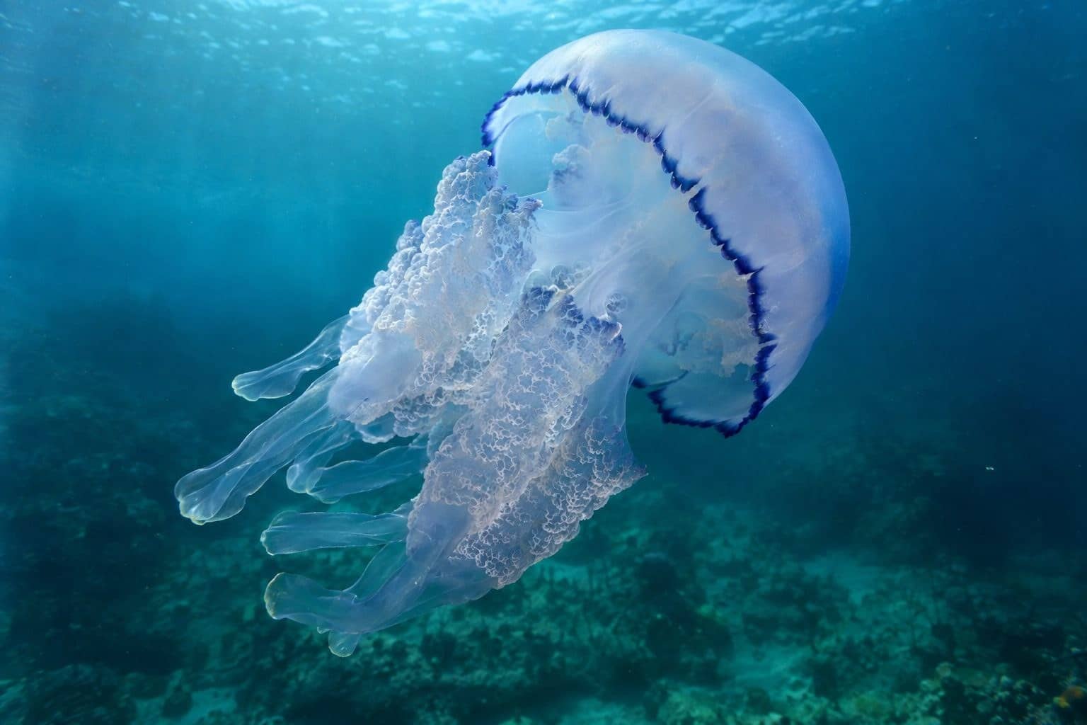 Rhizostoma pulmo mâle avec ses bras urticants visibles